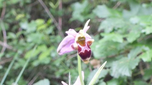 ophrys_scolopax_lc_2_25-06-2013.jpg